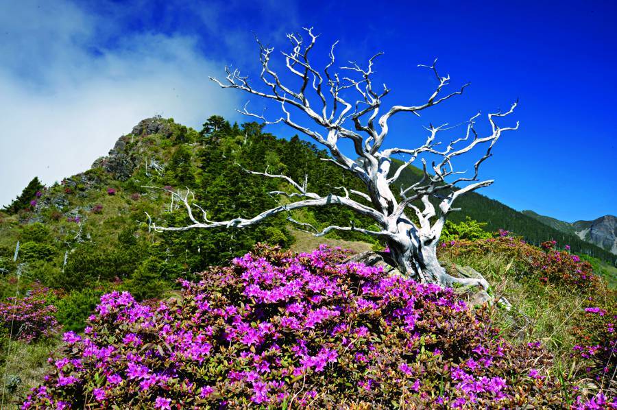 【來去走走】春季（3～5月）是雪東線（雪山主東峰）的熱門登山季節，氣候回暖且高山杜鵑（4～5月）綻放，極適合初學者。春季雪融，路徑較安全，但高海拔仍有寒意與殘雪，需做好防風且保暖的穿搭。重點景觀包括哭坡杜鵑與369山莊春色。
